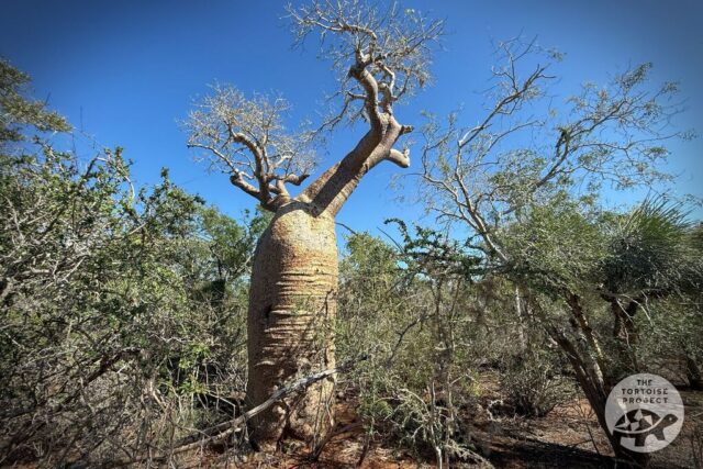 Madagascar flora