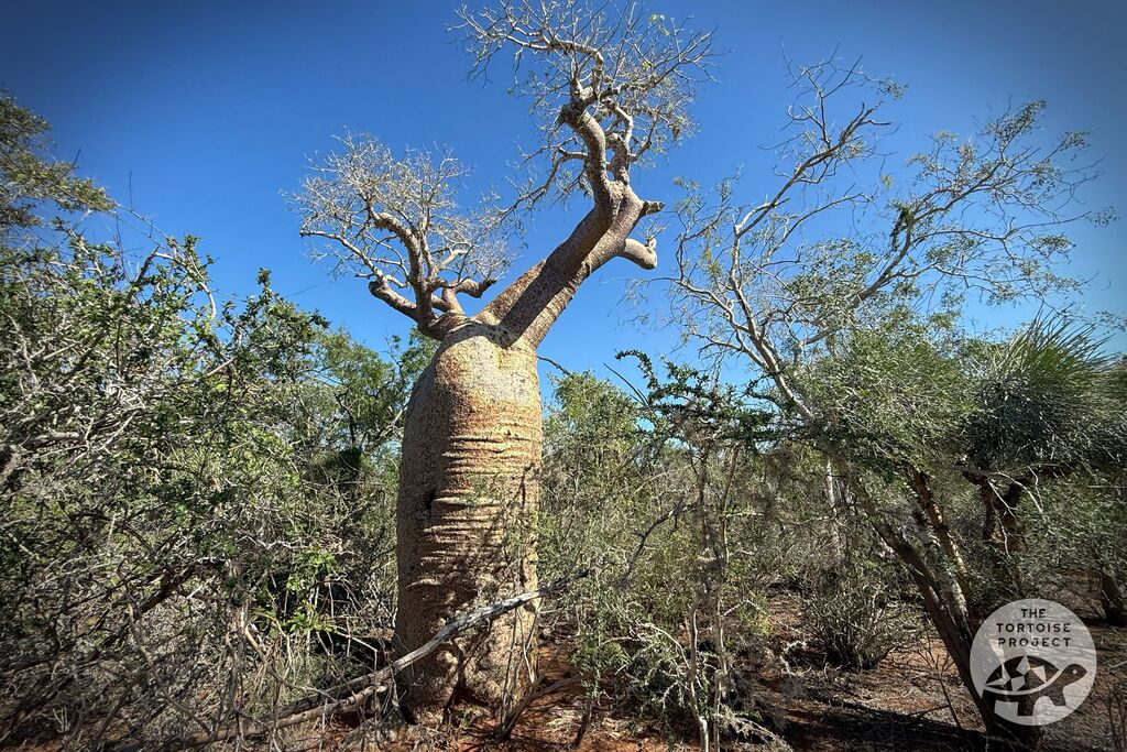 Madagascar flora