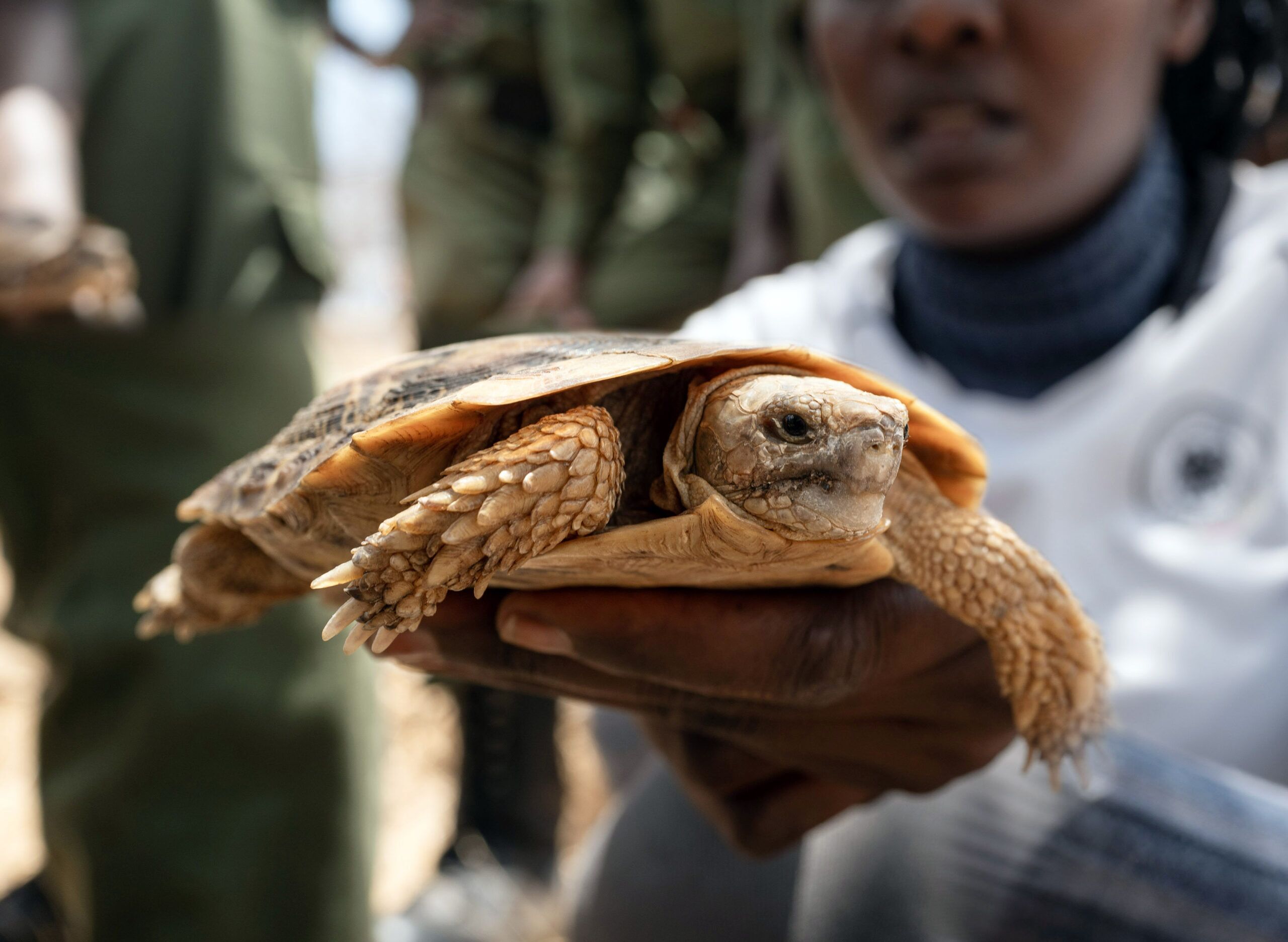 Turtle Survival Alliance pancae tortoise
article thumbnail