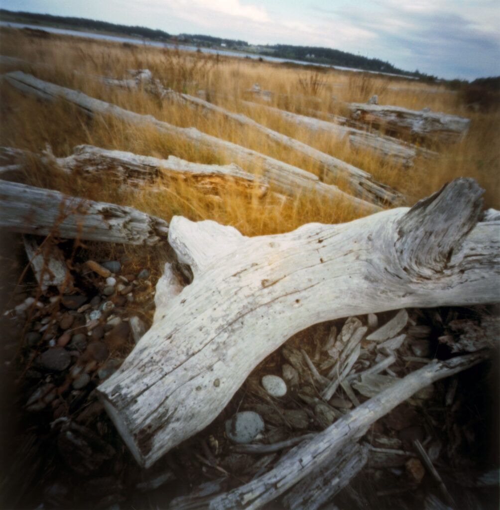 2008-09 Pacific Northwest – Port Townsend driftwood 5