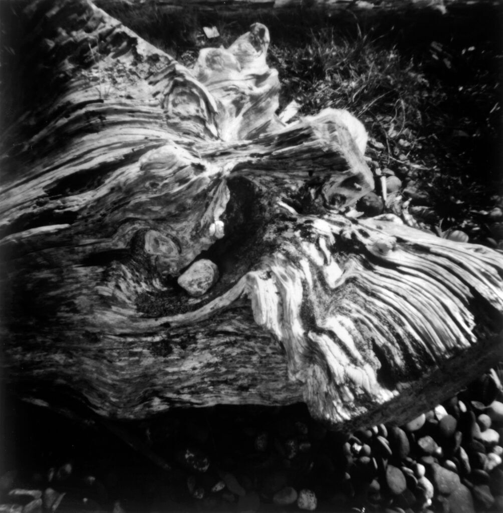 2008-09 Pacific Northwest – Port Townsend driftwood 8