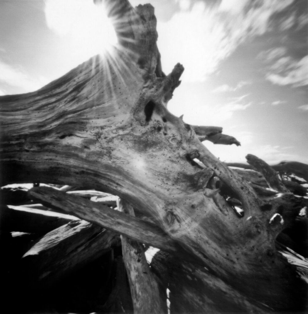 2008-09 Pacific Northwest – Port Townsend driftwood 9