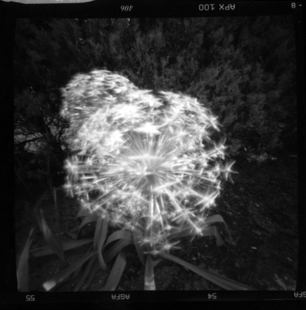 Pinhole_Sept5_02-allium