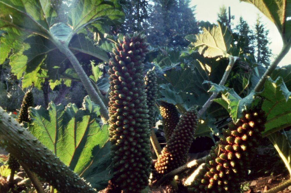 Gunnera Gunnera