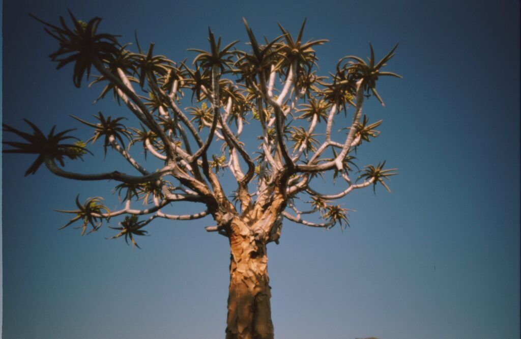 Pair of kokerboom — aloe trees, Namibia. Pair of kokerboom — aloe trees, Namibia.