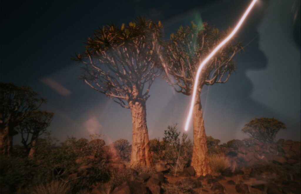 Light Leak at the kokerboom forest, Namibia. Light Leak at the aloe tree forest