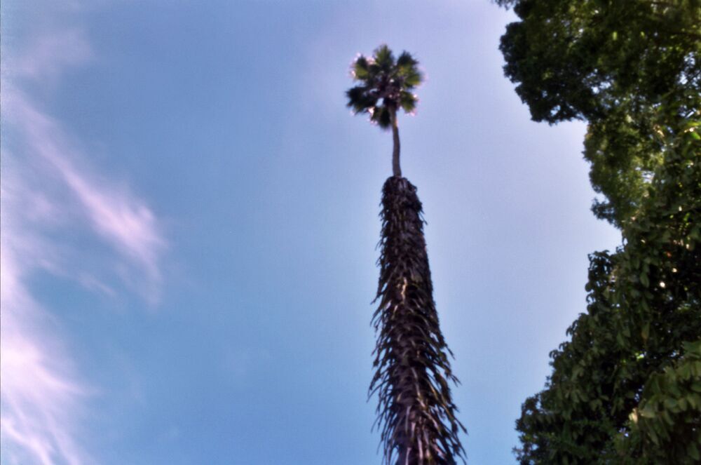 A palm at UTC Berkeley botanic garden. A palm at UTC Berkeley botanic garden.