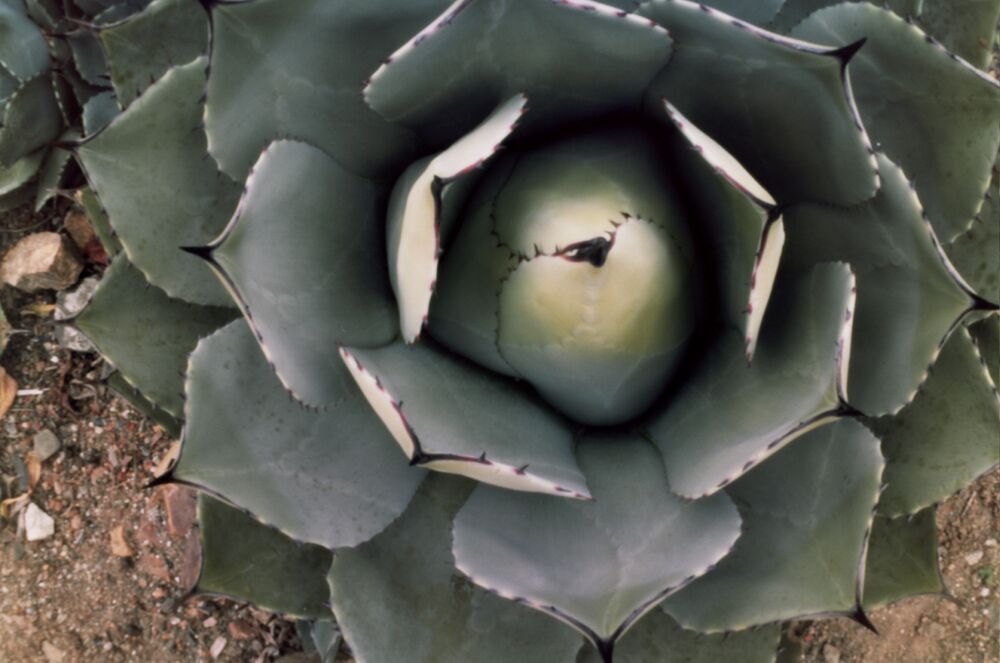 Agave, Mendocino Coast Botanical Garden. Agave, Mendocino Coast Botanical Garden.