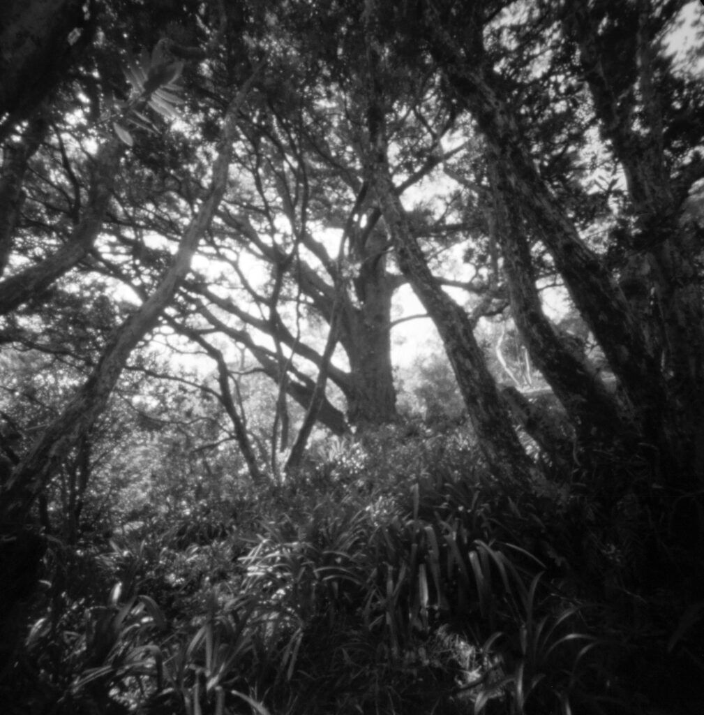 Botanical Garden, Wellington, New Zealand. Botanical Garden, Wellington, New Zealand.