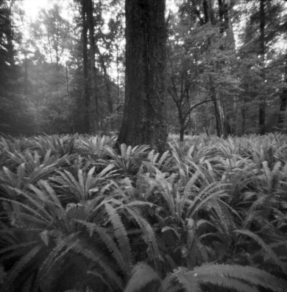Ferny forest floor, New Zealand. Ferny forest floor, New Zealand.