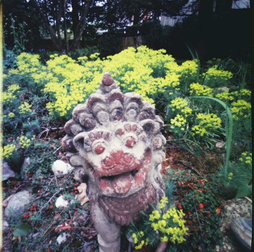 Fu dog in a private garden, Sag Harbor, New York. Fu dog in a private garden, Sag Harbor, New York.
