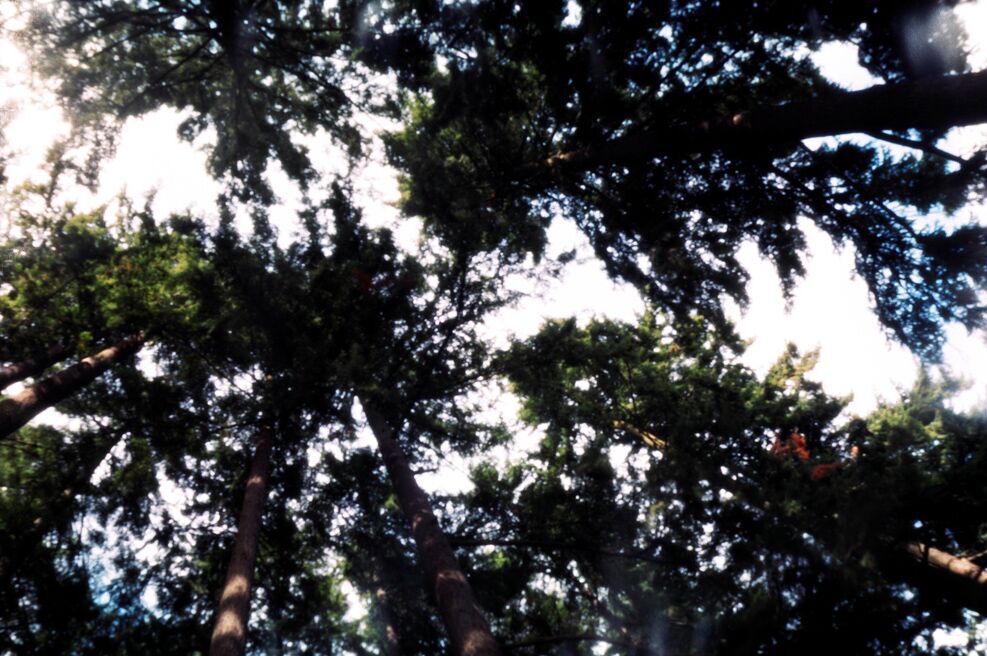 Treetops, Rose Garden, Portland, Oregon. Treetops, Rose Garden, Portland, Oregon.