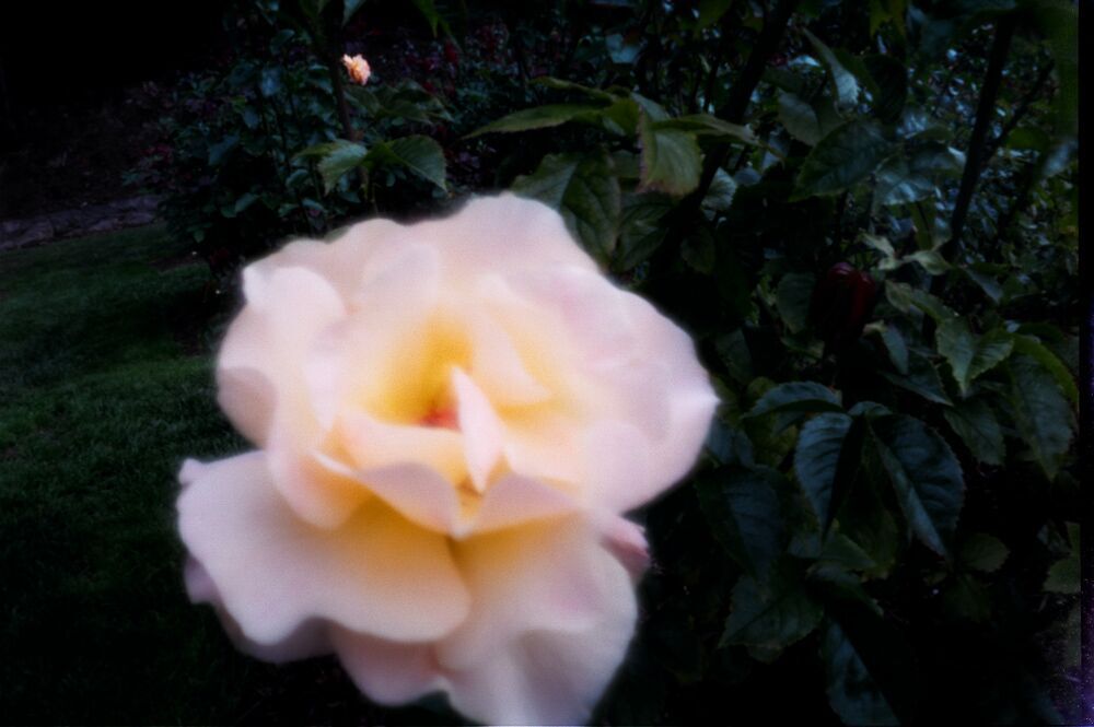 Rose Garden, Portland, Oregon. Rose Garden, Portland, Oregon.